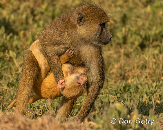 Yellow Baboon