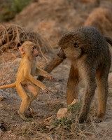 Yellow Baboon