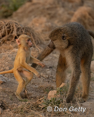 Yellow Baboon