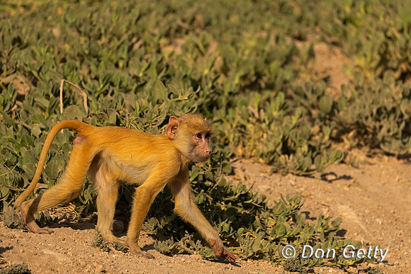 Yellow Baboon