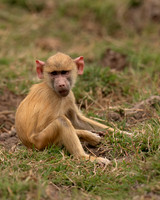 Yellow Baboon