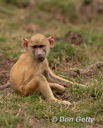 Yellow Baboon