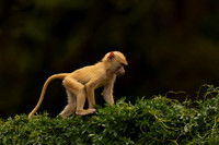 Yellow Baboon