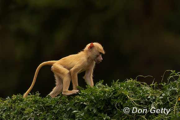 Yellow Baboon