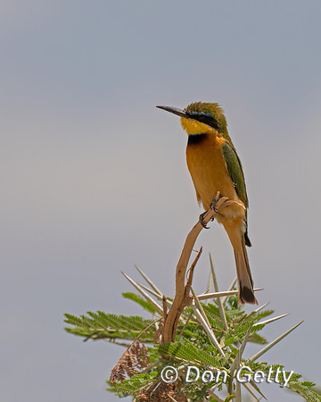 Little, Bee-eater