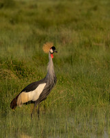 Grey Crowned Crane