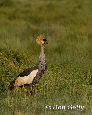 Grey Crowned Crane