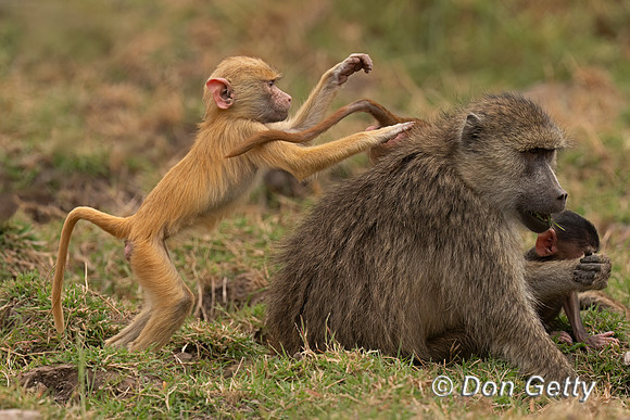 Yellow Baboon