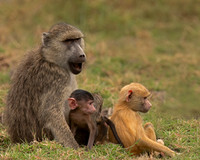 Yellow Baboon