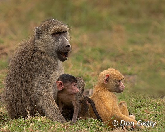 Yellow Baboon