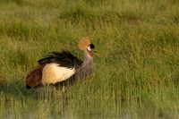 Grey Crowned Crane