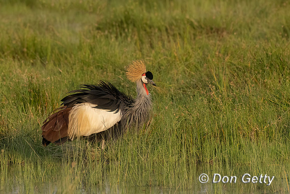 Grey Crowned Crane
