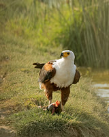 Fish Eagle