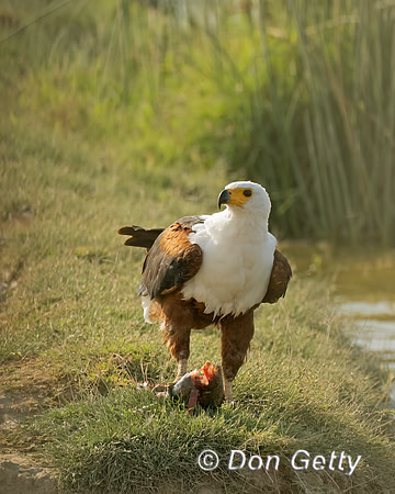 Fish Eagle