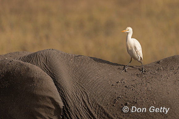 Cattle Egret