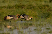 Grey Crowned Crane