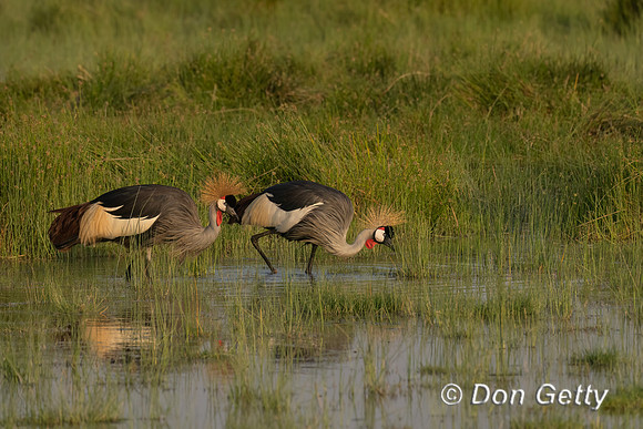 Grey Crowned Crane
