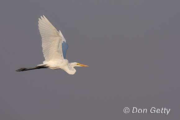 Great Egret