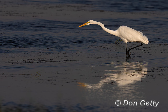 Great Egret