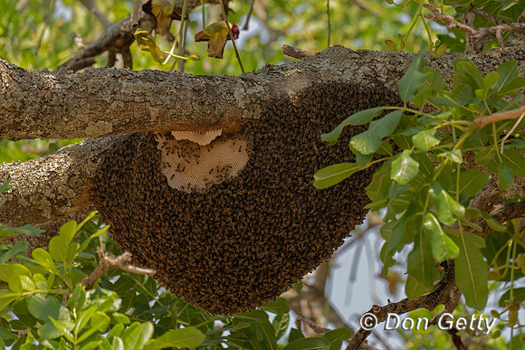 Bee Hive