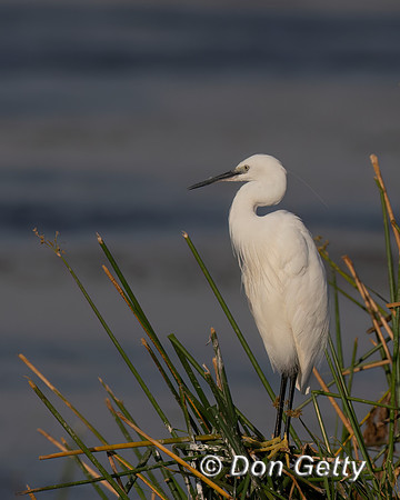 Little Egret