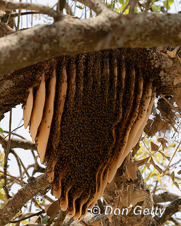 Bee Hive