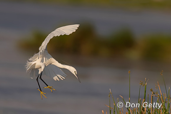 Little Egret