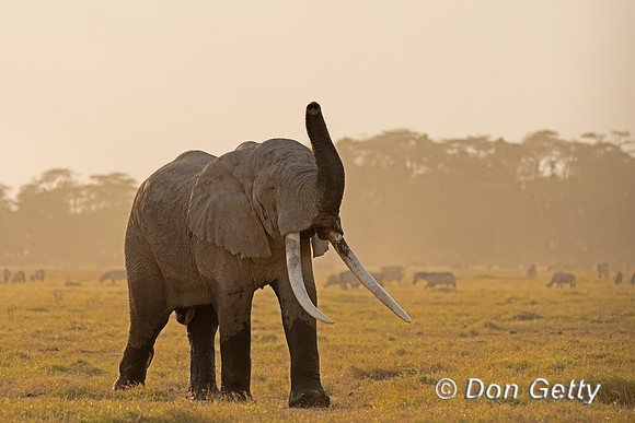 Elephant