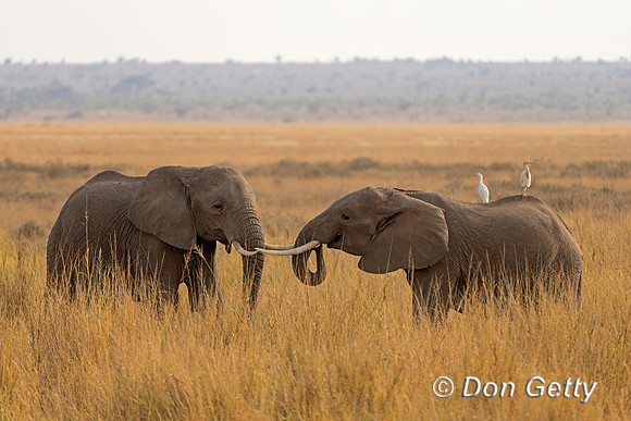Elephant