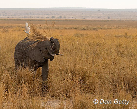Elephant
