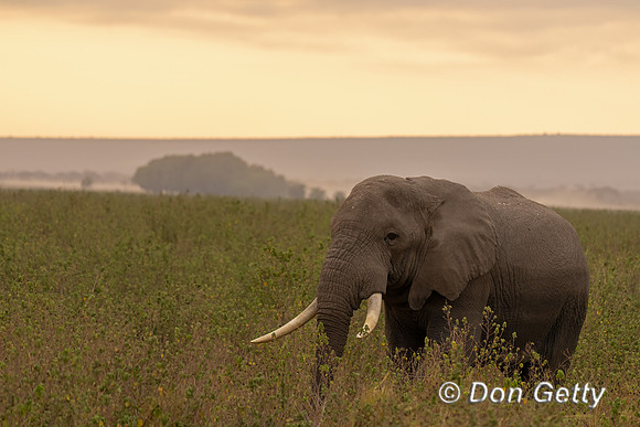 Elephant