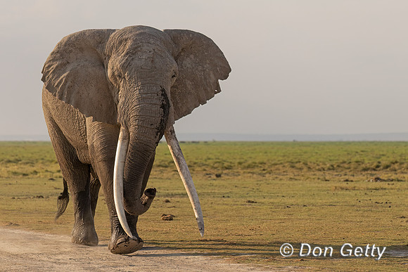 Elephant