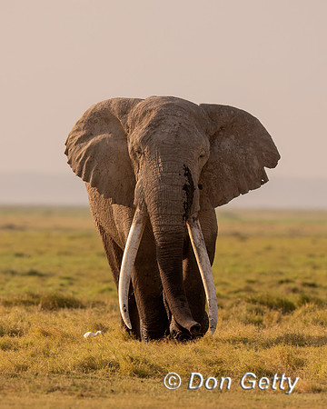Elephant