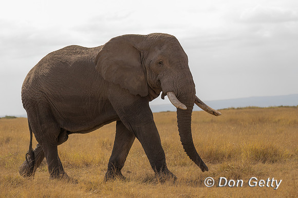 Elephant