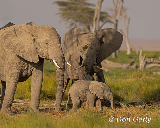 Elephant