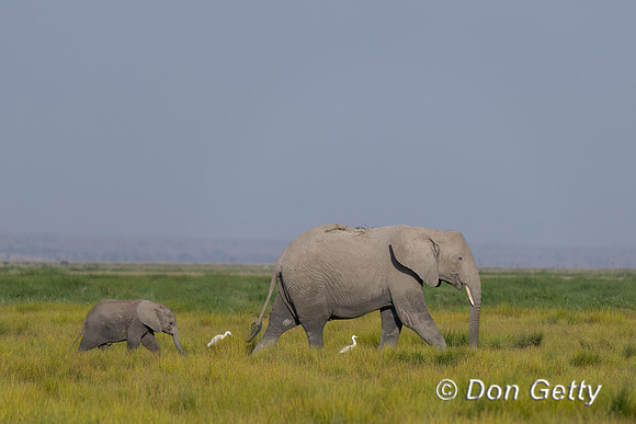 Elephants