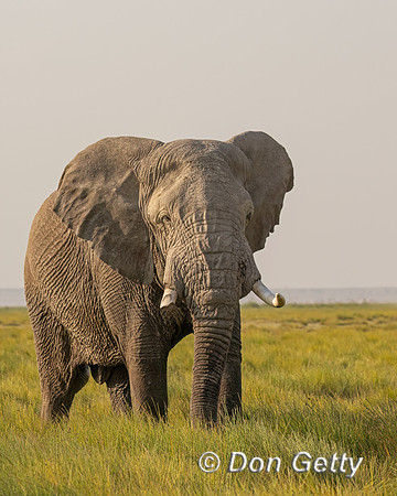 Elephant