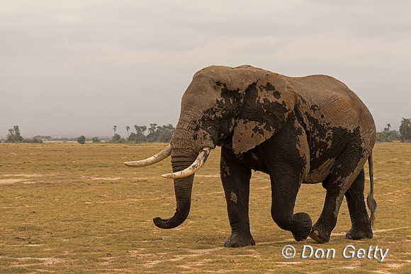 Elephant