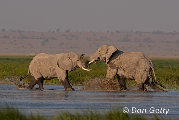 Elephant