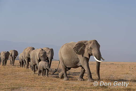 Elephant