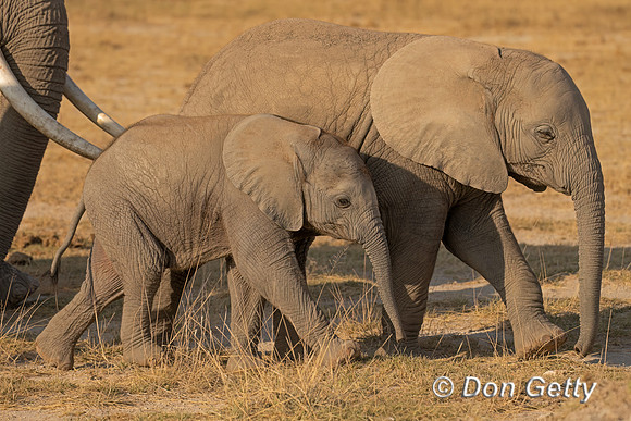 Elephant