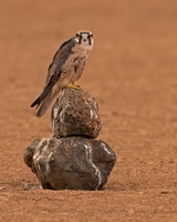 Lanner Falcon