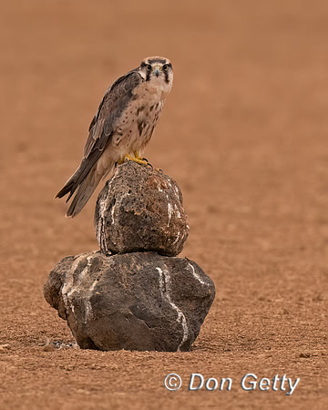 Lanner Falcon