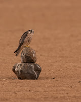 Lanner Falcon