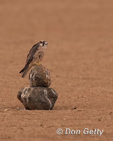 Lanner Falcon