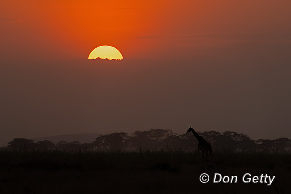 Masai Giraffe