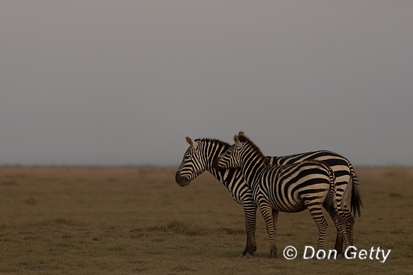 Common Zebra