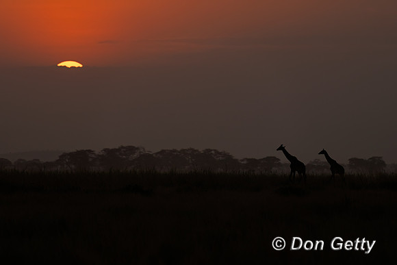 Masai Giraffe