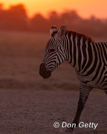 Common Zebra