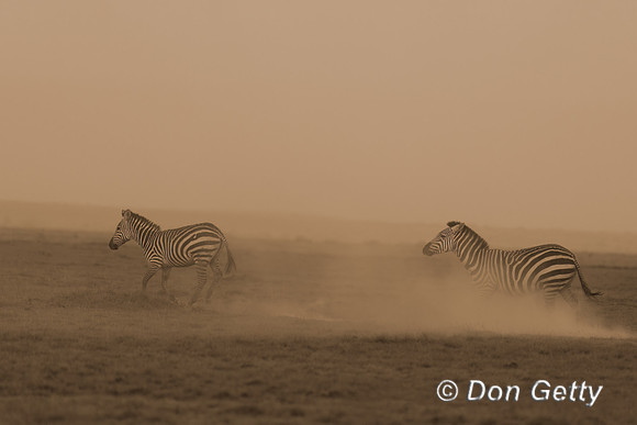 Common Zebra